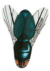 Fly V-Wing Dart Flights 33030